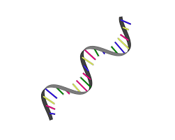 DataBase Center for Life Science (DBCLS), CC BY 4.0 <https://creativecommons.org/licenses/by/4.0>, via Wikimedia Commons